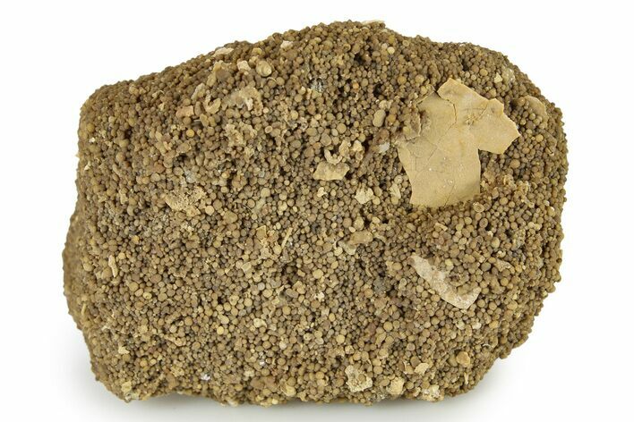 Fossil Bird Egg Shell - France #293713